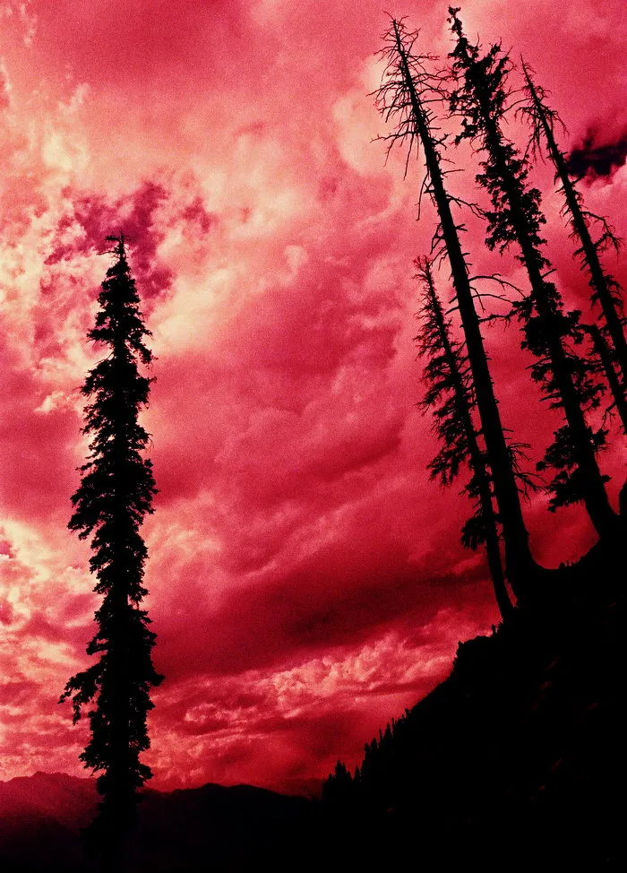 Trees and Cloud