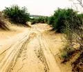 Desert Tracks
