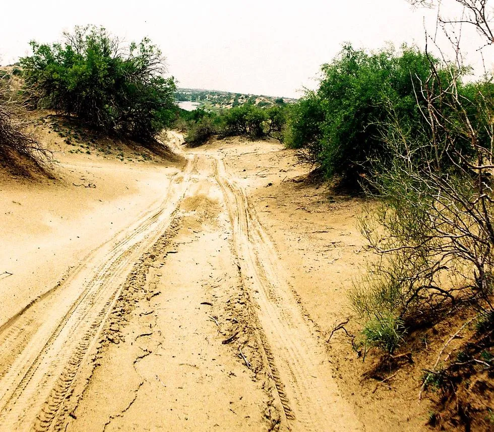 Desert Tracks