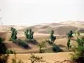 Thar Desert 6