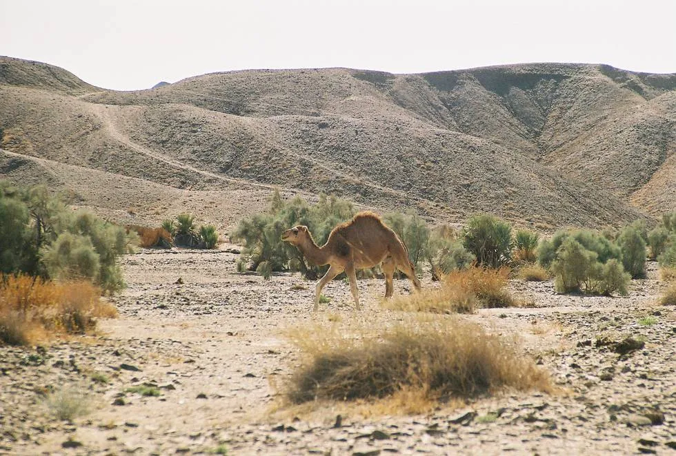 Camel