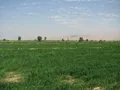 Fields of Green