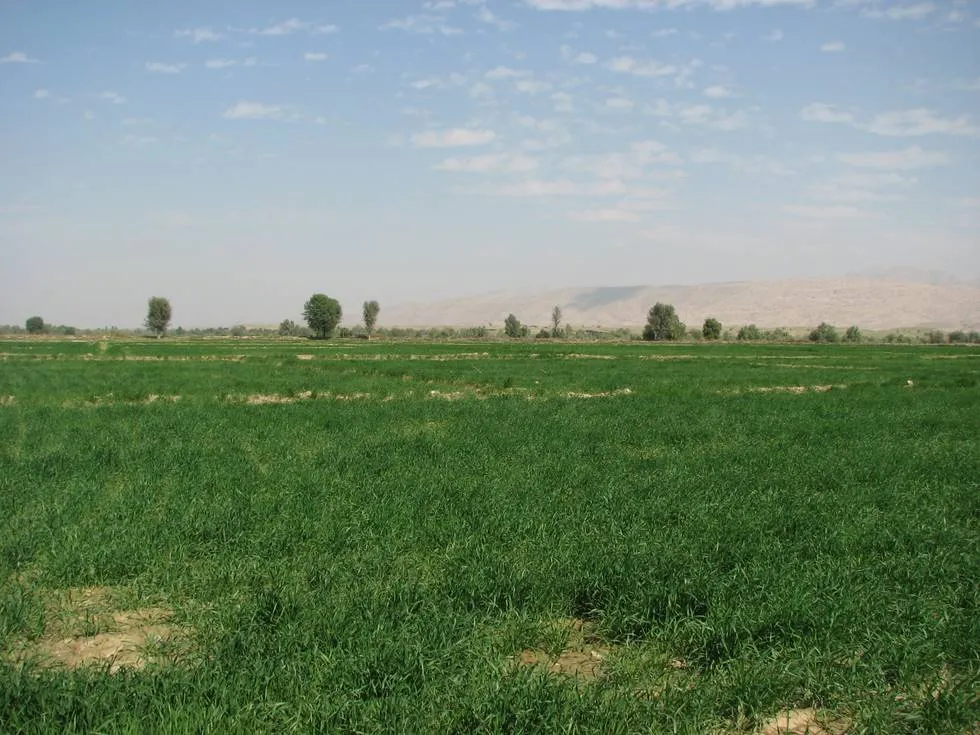 Fields of Green