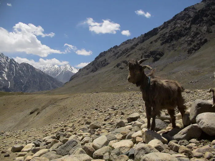 Baby Goat 1