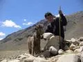 Goat at Shandur