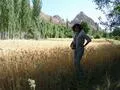 Wheat Field 2