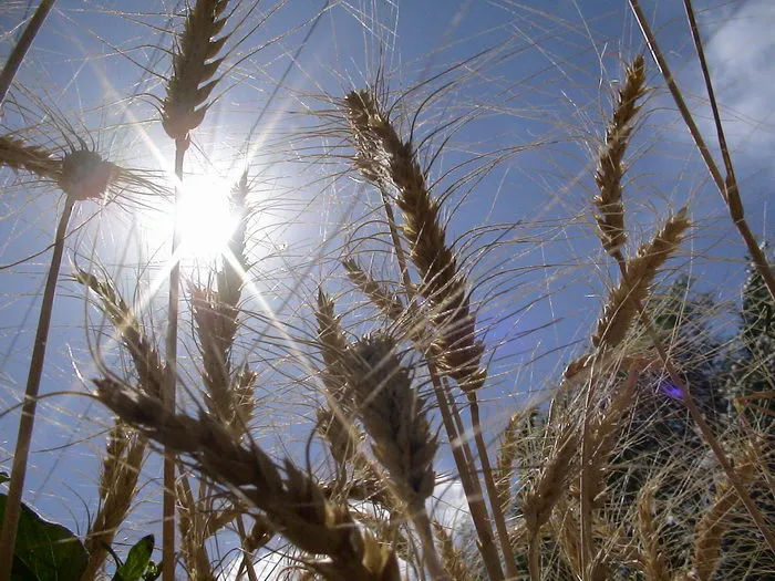 Fields of Gold