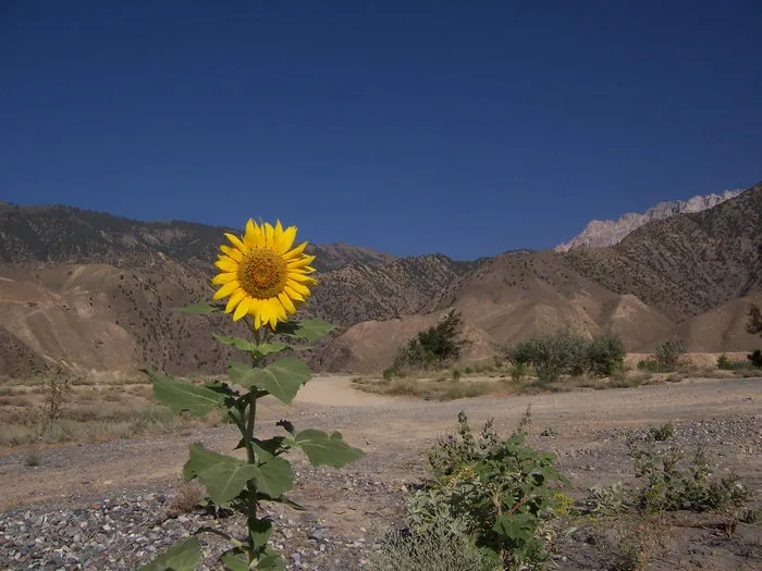 Sunflower