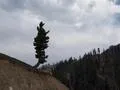 Lone tree at Lowari