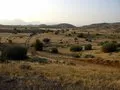 Rolling hills covered with golden graa