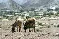 Two donkeys