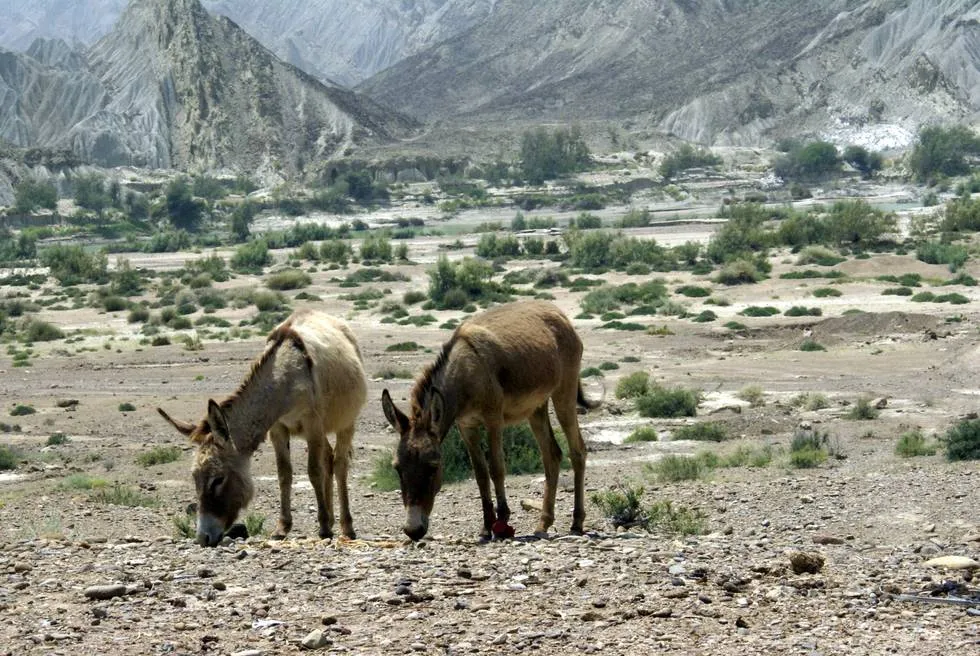 Two donkeys