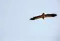 Egyptian Vulture