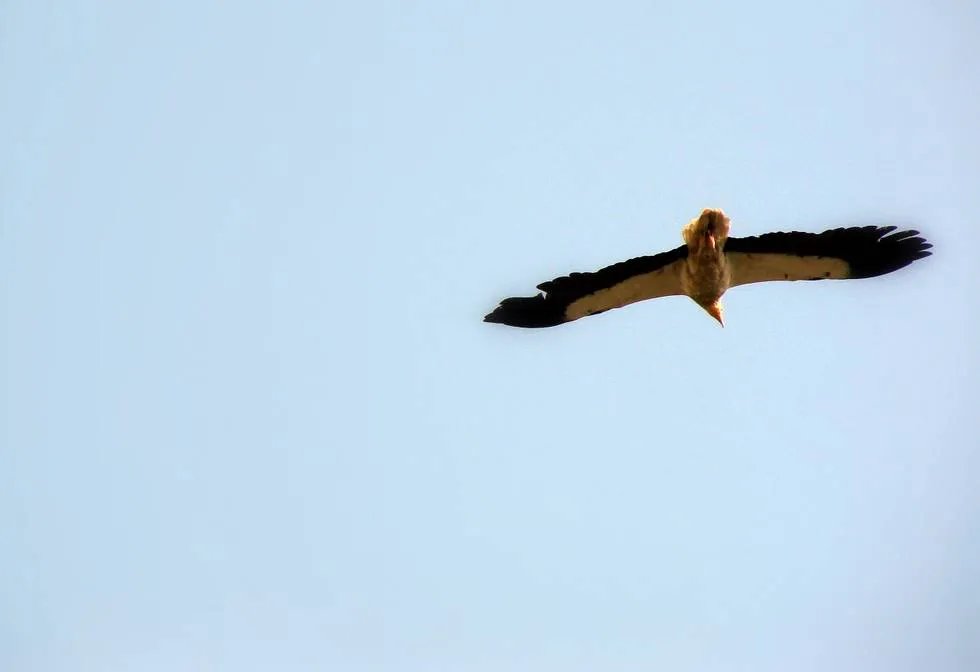Egyptian Vulture