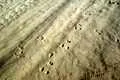 Wildlife tracks