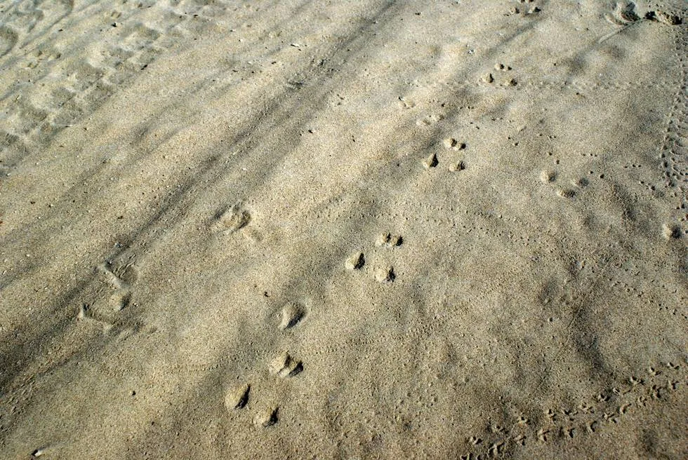 Wildlife tracks