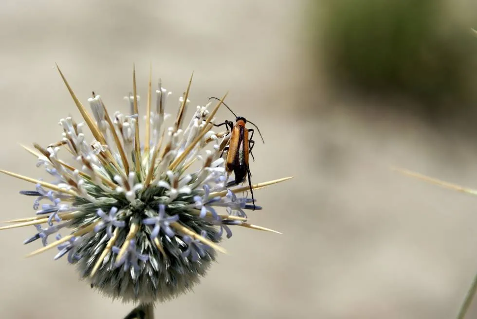Flower