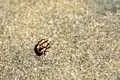 Creepy Crawly
