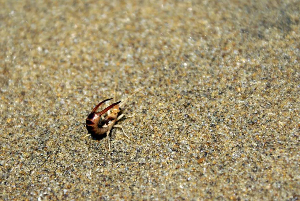 Creepy Crawly