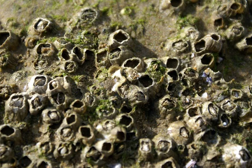 Sea shells