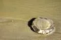 Jellyfish at Kund Malir