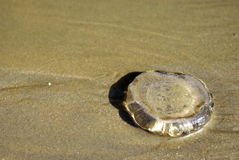 Jellyfish at Kund Malir