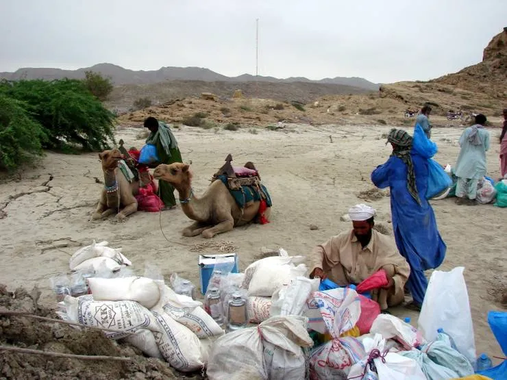 Camels being loaded
