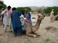 Camel being loaded