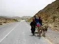 Donkey cart