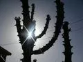 Cactus Dark