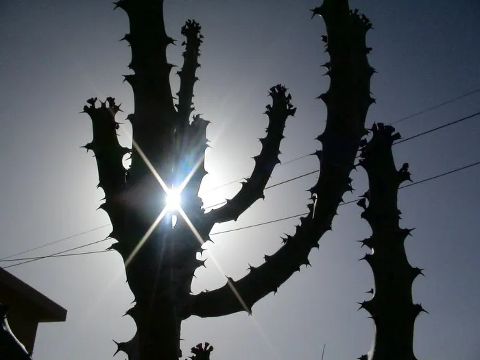 Cactus Dark
