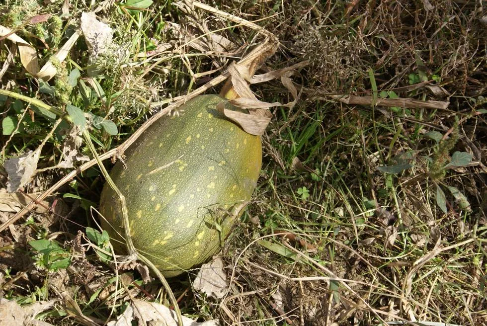 Pumpkin