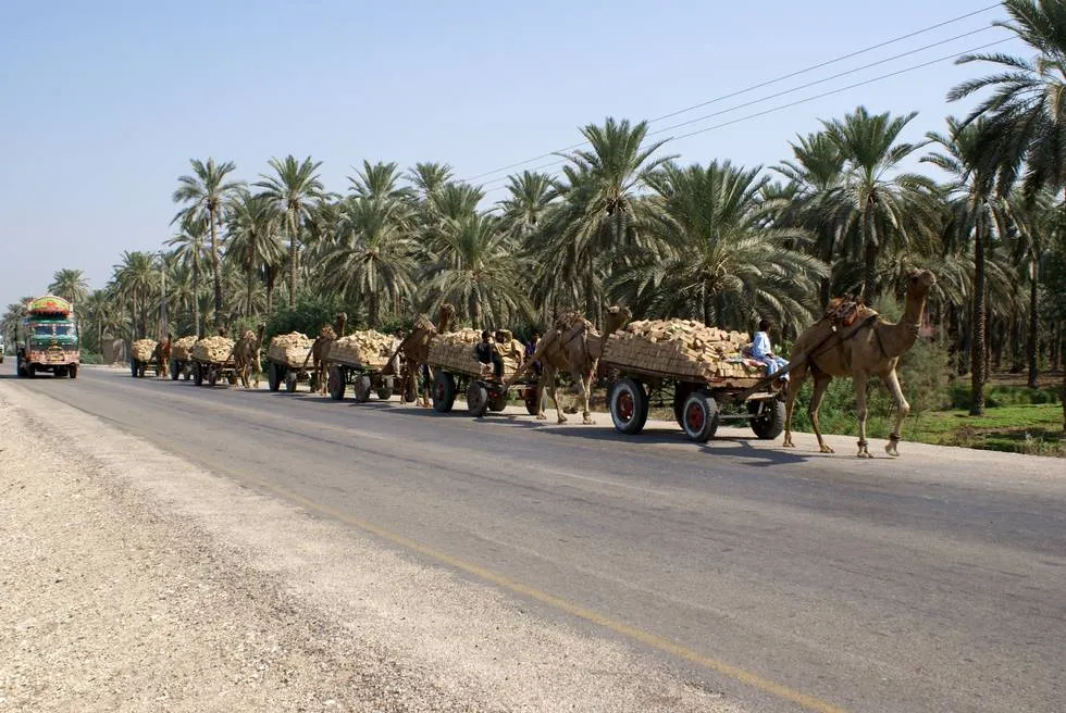 Camel carts carrying bricks from the Kilns