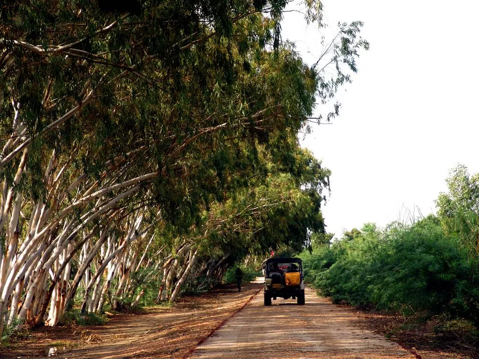 Driving along the edge of the Eucalyptus forest