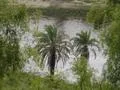 Date Palms