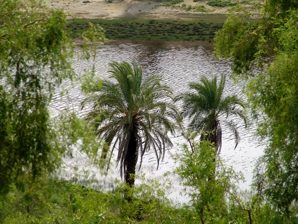Date Palms