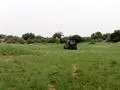 Fields of Green