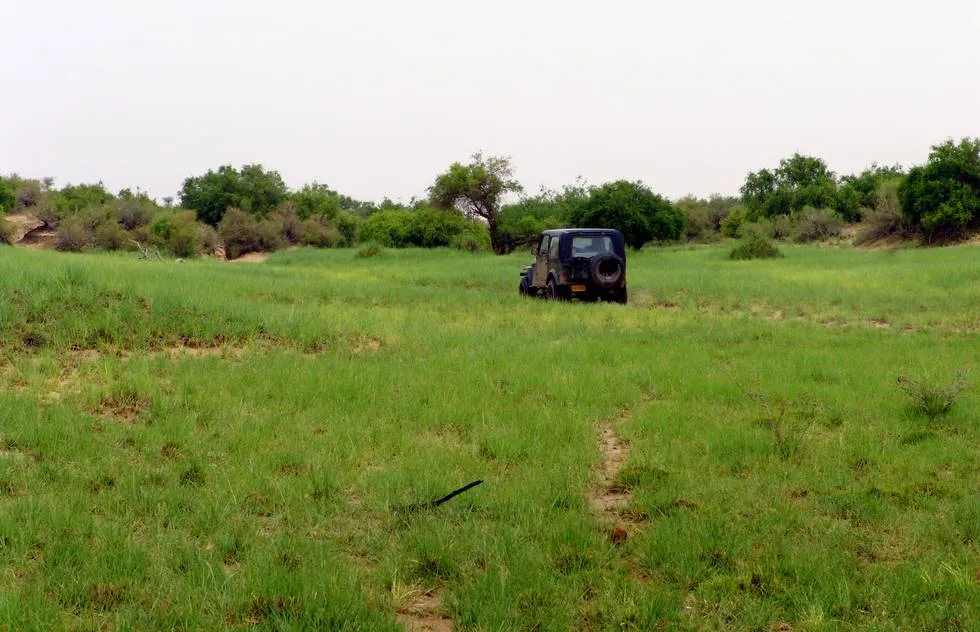 Fields of Green
