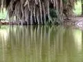 Water reflections