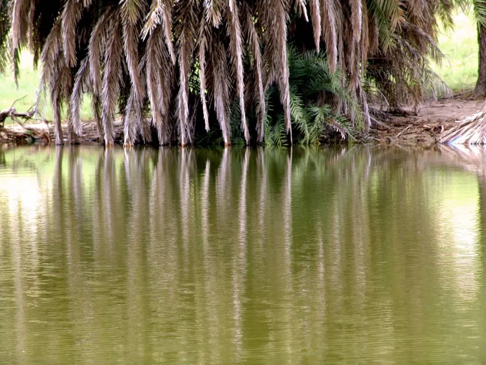 Water reflections