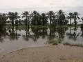 Flooded trees