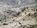 Markhor 1