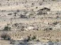 Markhor 2