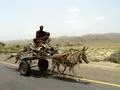 Donkey Cart