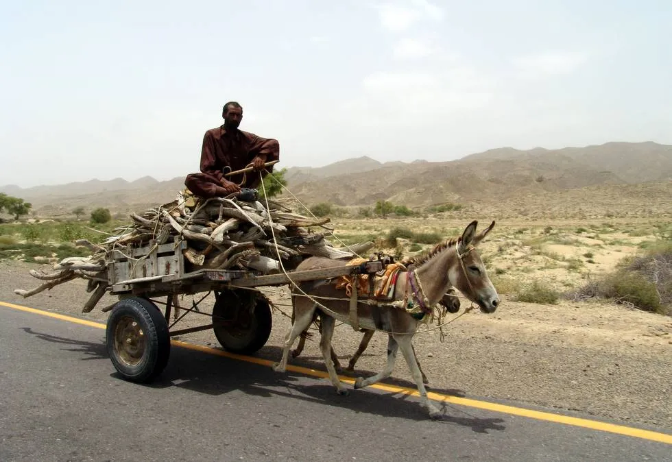 Donkey Cart