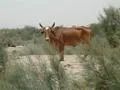 How now brown cow