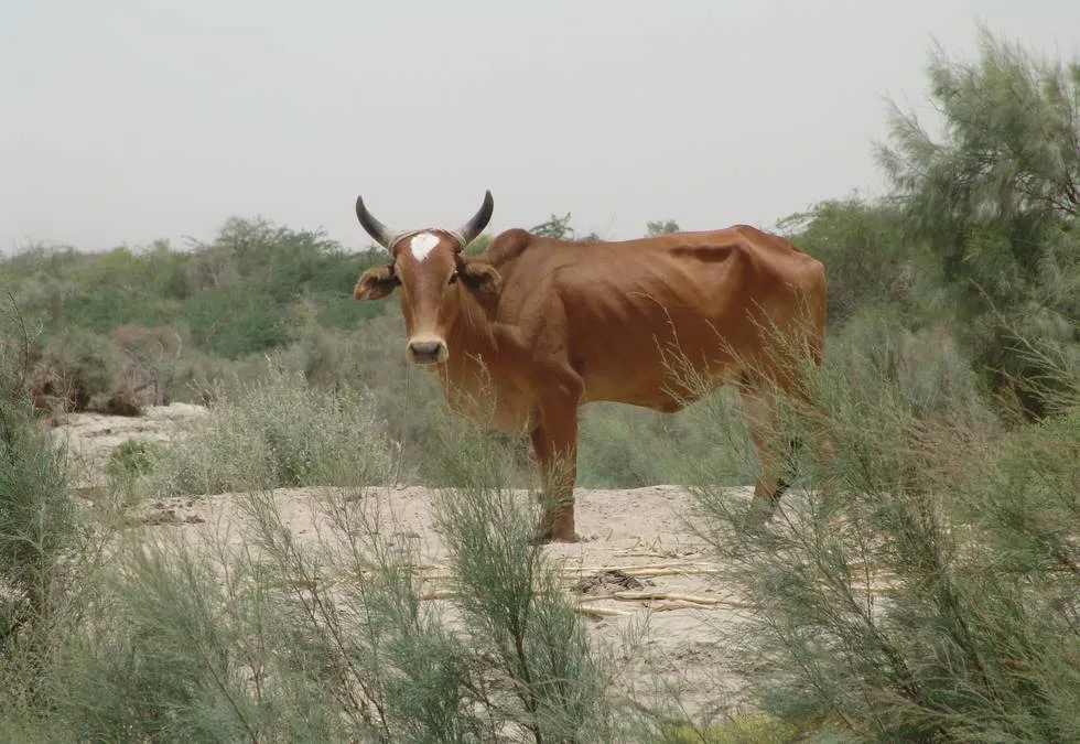 How now brown cow