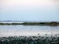 Birds at Haleji Lake