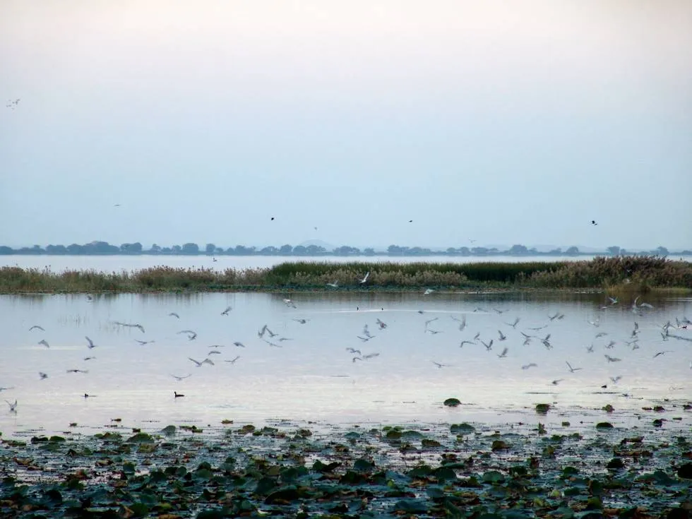 Birds at Haleji Lake