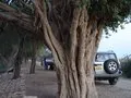 Old tree